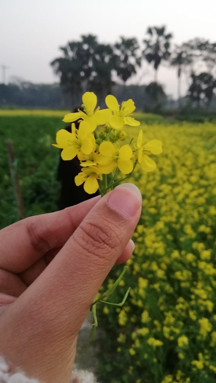 a hand holding a small yellow flower in front of a field full of yellow flowers