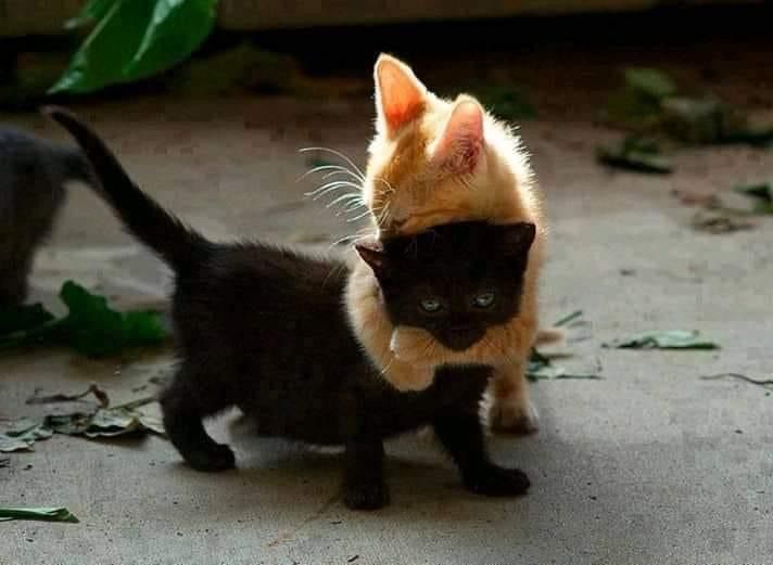 two small kittens playing with each other on the ground in front of some leaves