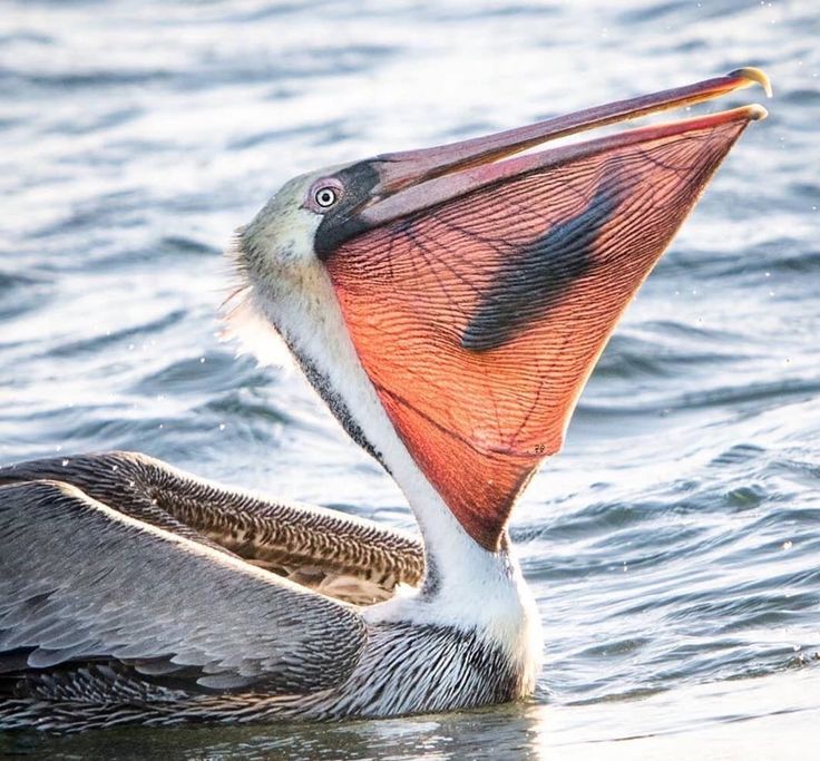 a pelican with it's mouth open and its wings spread out in the water