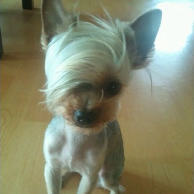 a small dog standing on top of a hard wood floor next to a table with the caption i want to speak to your manager