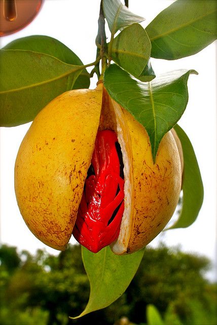 a fruit hanging from a tree with green leaves and red peppers in the middle of it