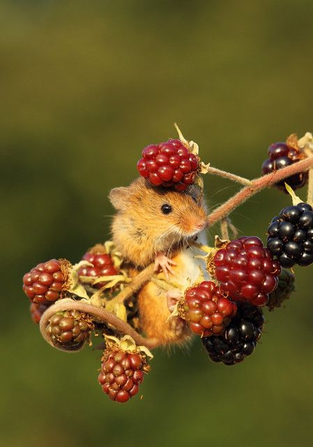 a rodent with berries on it's head hanging from a branch