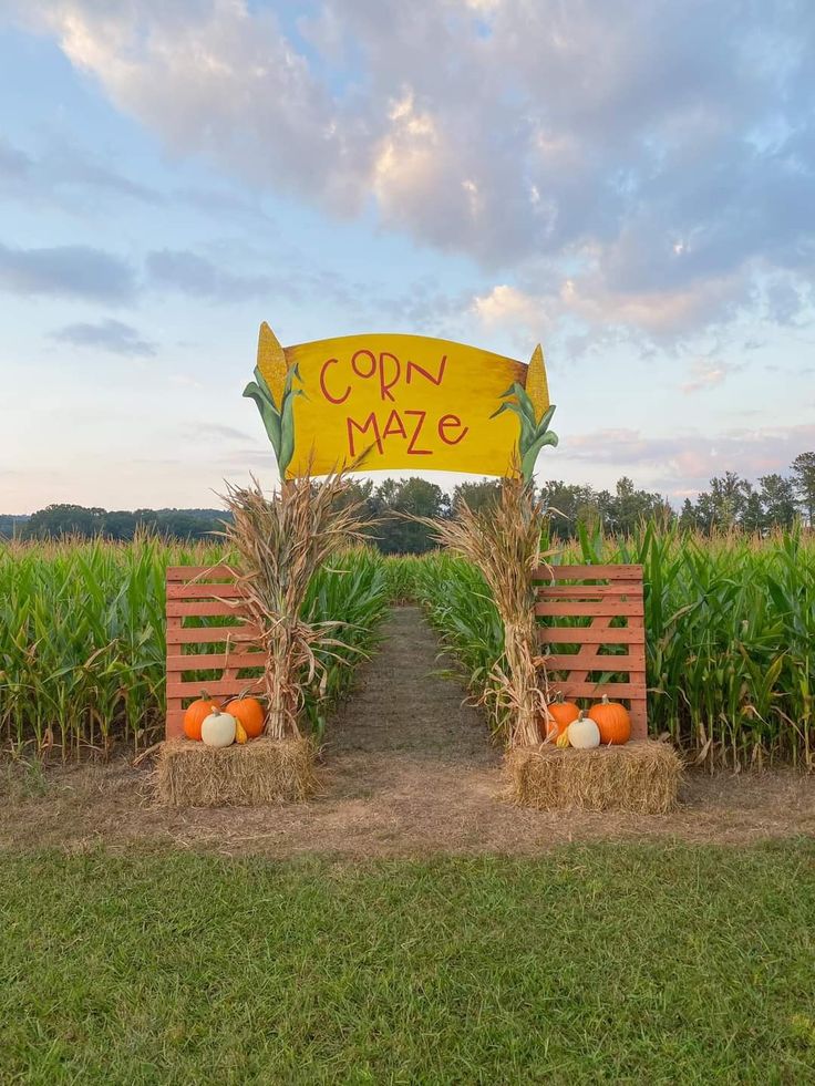 corn maze with hay bales and pumpkins on the ground in front of it