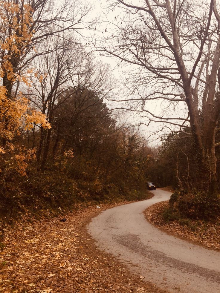 a car driving down a road surrounded by trees and leaves on the side of it