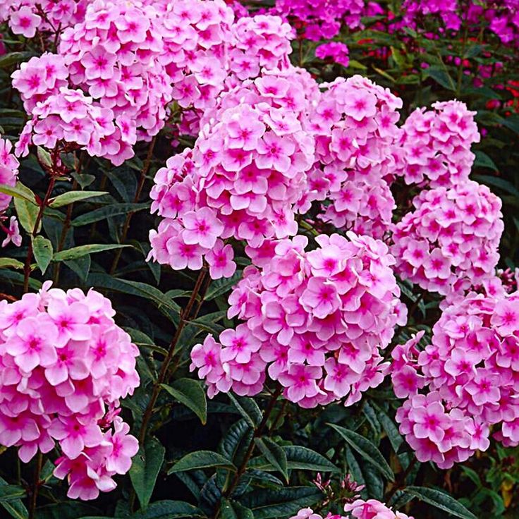 pink flowers are blooming in the garden