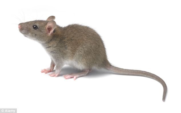 a brown rat sitting on top of a white floor