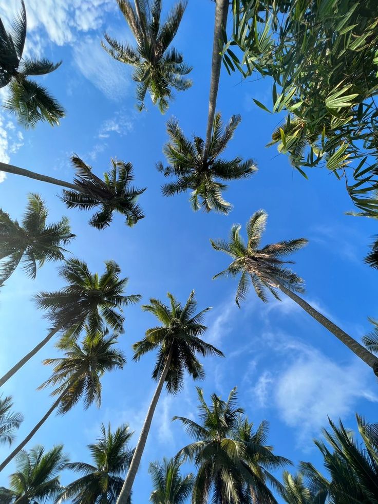 looking up at palm trees in the sky