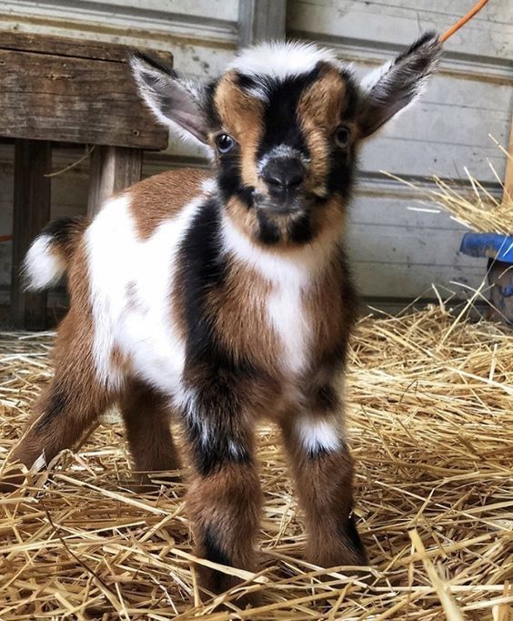 a small brown and white goat standing on top of hay