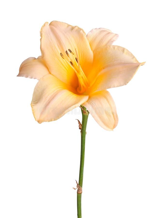 Single pink and yellow flower of a daylily isolated. Single stem with a ...