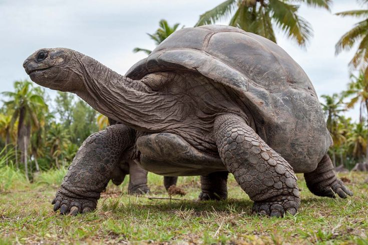 a large tortoise walking across a lush green field next to tall palm trees