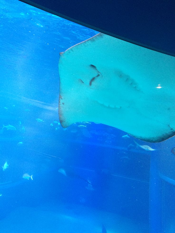 a large stingfish swimming in an aquarium with blue water and other fish around it