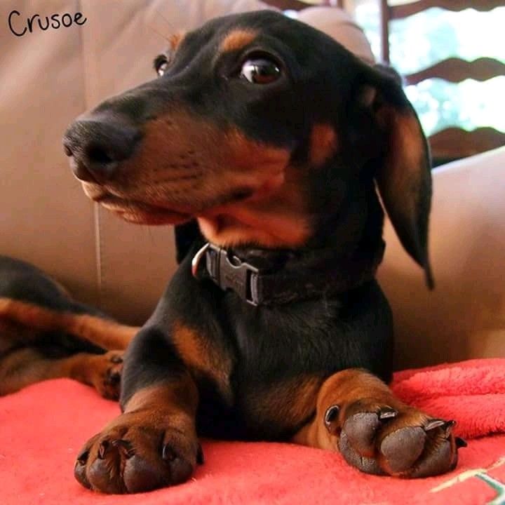 a black and brown dog sitting on top of a couch next to a red blanket