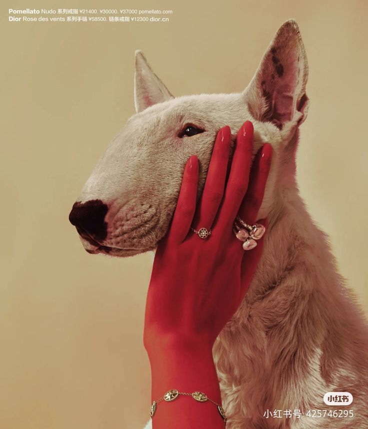 a woman's hand touching the face of a dog