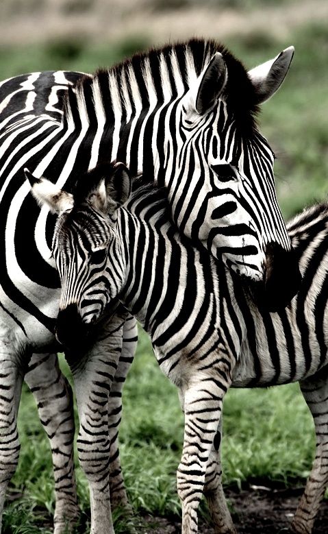 two zebras are standing next to each other in the grass and one is rubbing its head on another zebra