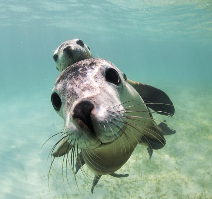 a close up of a seal in the water