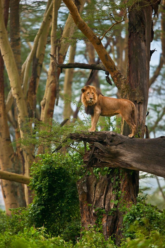 a lion standing on top of a fallen tree in a forest next to some trees