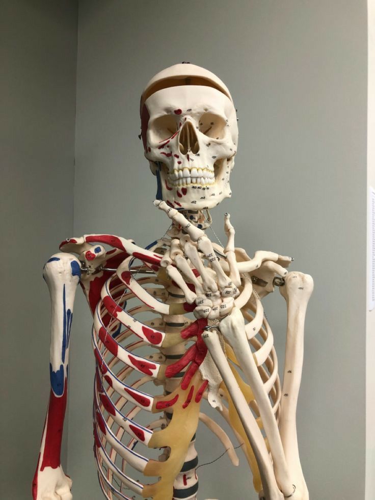 an image of a skeleton with muscles and bones labeled in red, white and blue