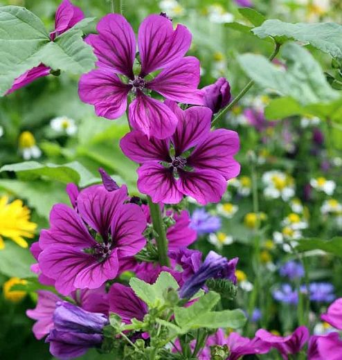 purple flowers are blooming in the garden with green leaves and yellow daisies behind them