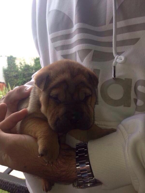 a person holding a small dog in their arms