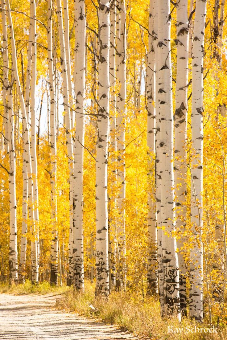 a dirt road surrounded by trees with yellow leaves