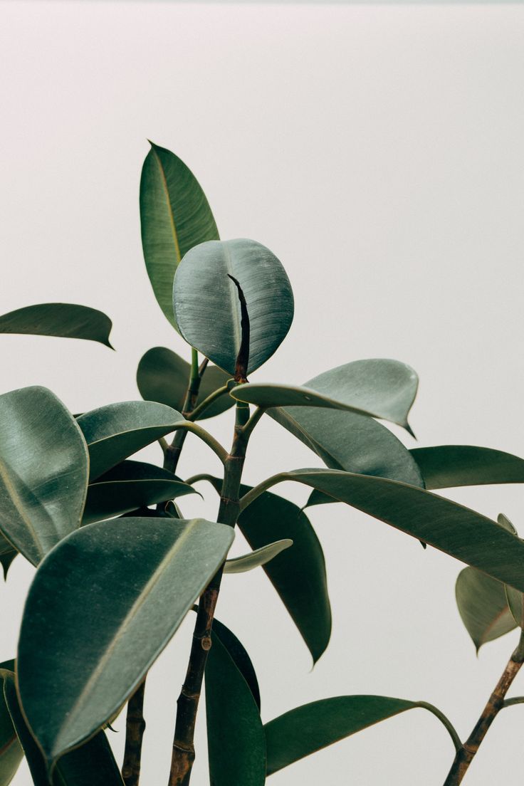 a plant with green leaves in front of a white background