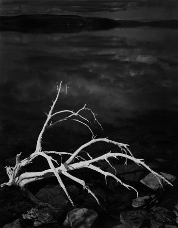 a dead tree sitting on top of a rocky beach