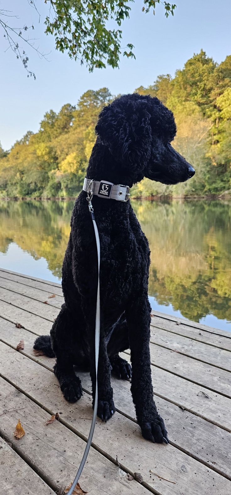 a black dog sitting on top of a wooden dock