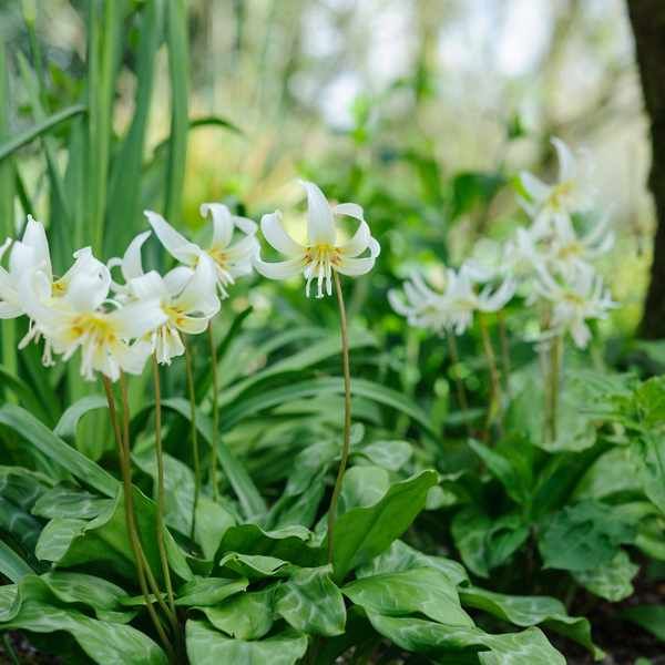 some white flowers are growing in the grass