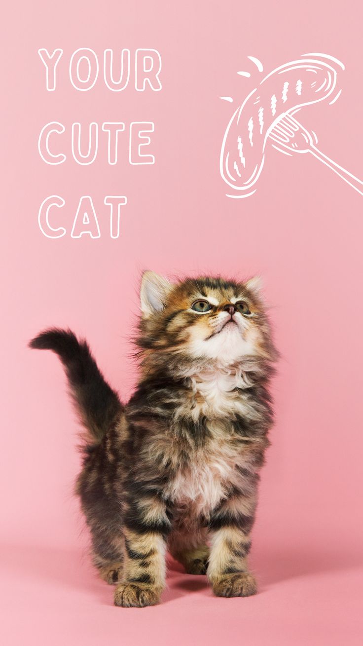 a small kitten standing in front of a pink background with the words your cute cat written above it