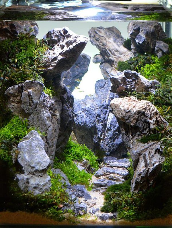 an aquarium filled with rocks and plants