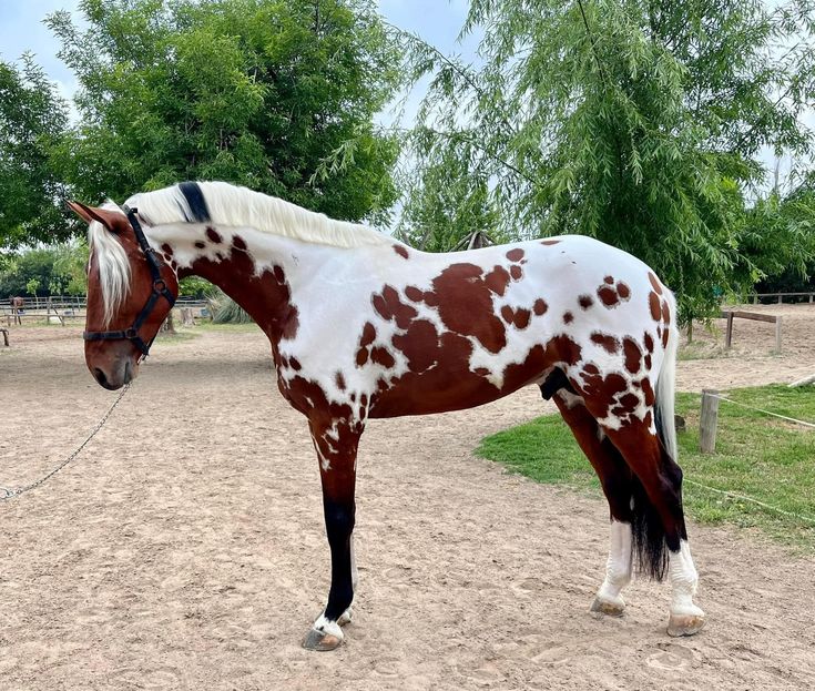 a brown and white horse standing on top of a dirt field with trees in the background