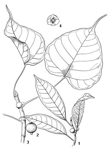 the diagram shows how to draw leaves and flowers