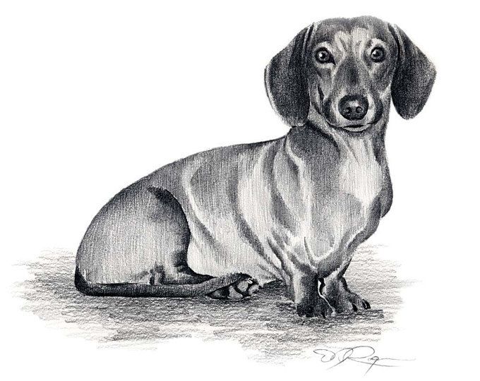 a black and white drawing of a dachshund dog sitting on the ground