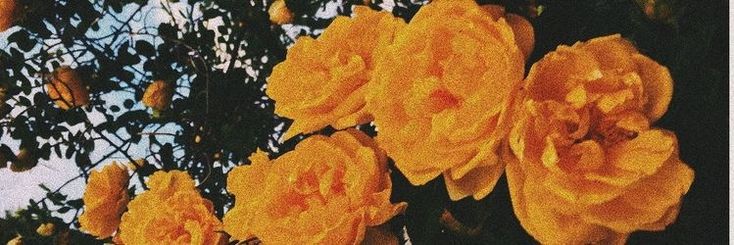 yellow flowers blooming on the branches of an orange tree in front of a blue sky