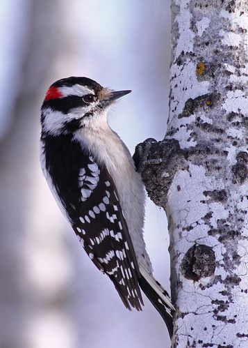 a woodpecker is perched on the side of a birch tree, looking for food