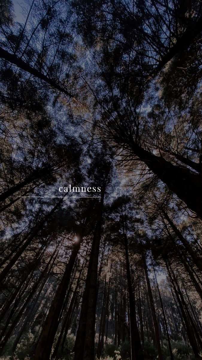 looking up at tall trees with the word calmness above them