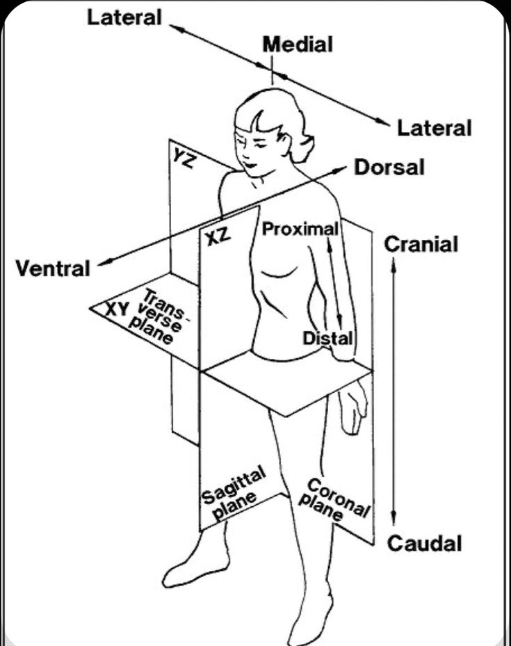 the body and its parts labeled in black and white