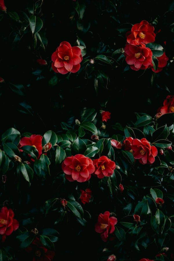 red flowers are blooming in the dark