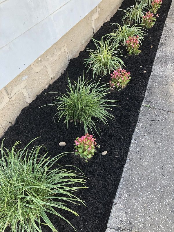 some plants are growing in the black mulch on the side of the road,