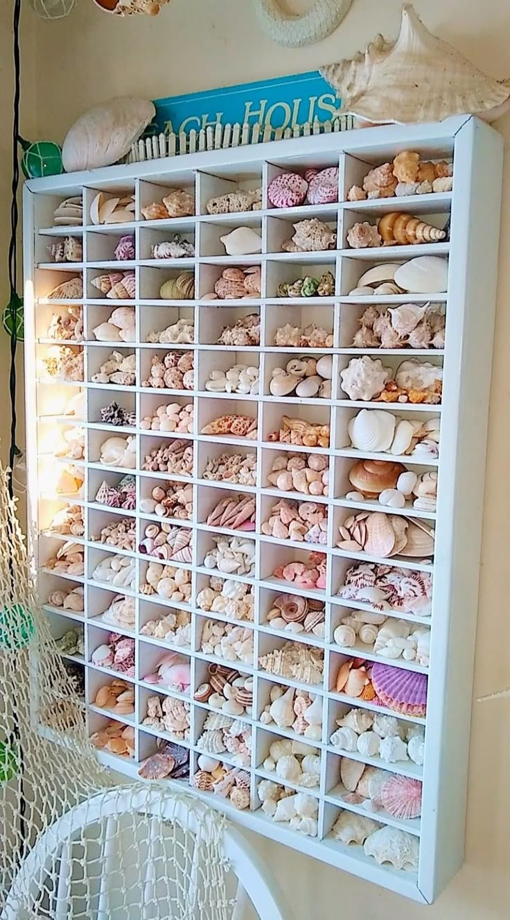 a white shelf filled with lots of different types of seashells on top of it