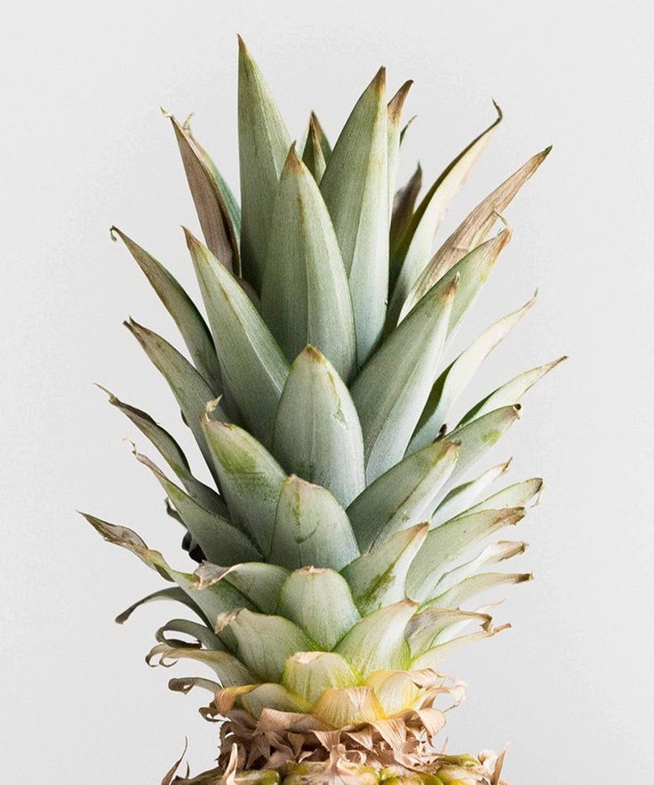 a pineapple with green leaves on it