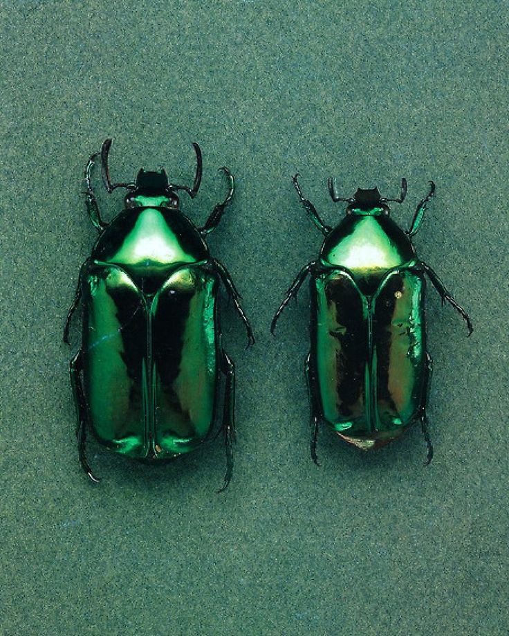 two green bugs sitting next to each other