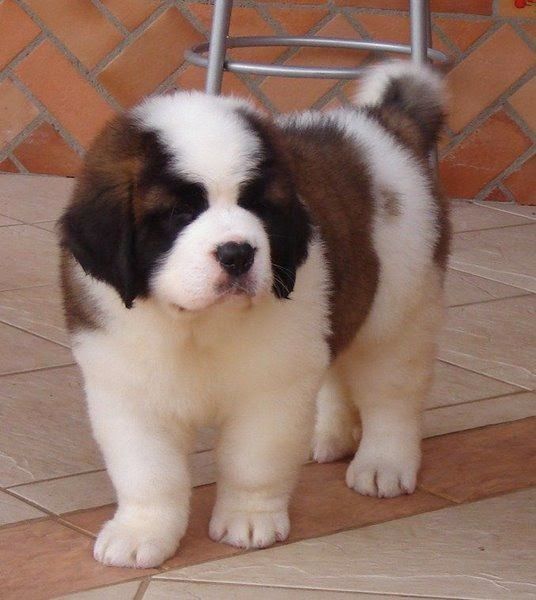 a brown and white dog standing on top of a tile floor