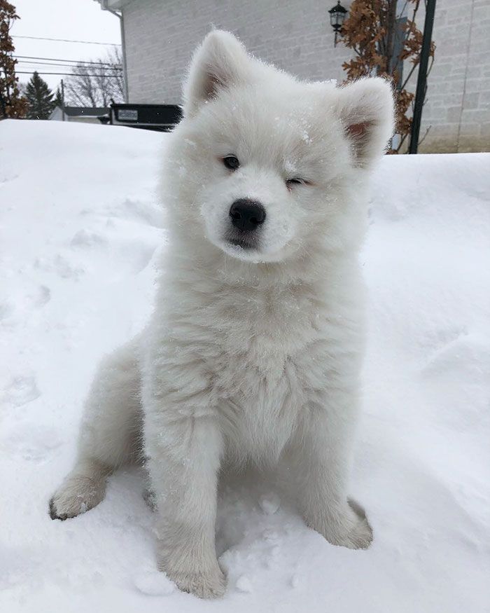 a white puppy sitting in the snow with it's front paws on its chest