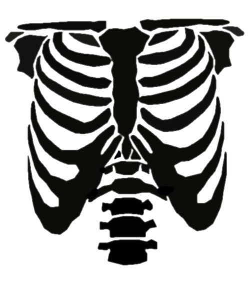 an image of a skeleton in the shape of a human torso, with ribs visible