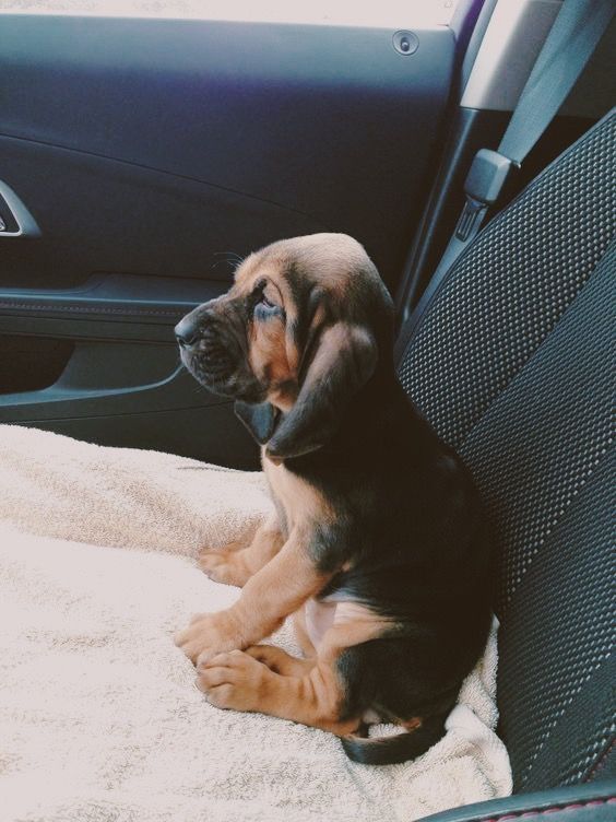 a puppy sitting in the back seat of a car