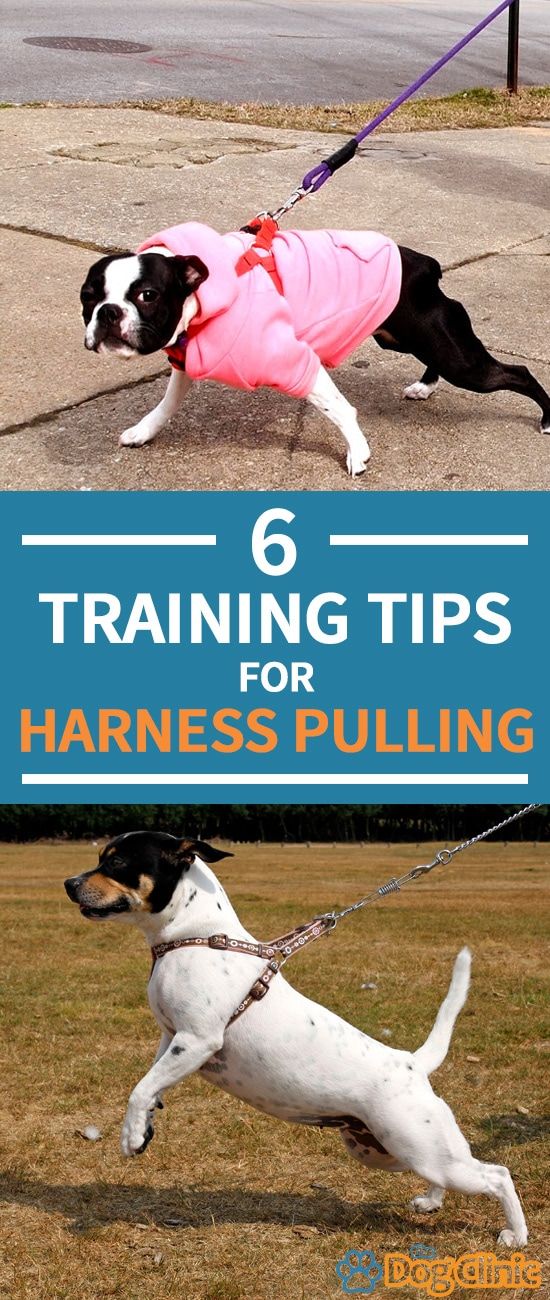 two dogs on leashes with the title 6 training tips for harnessing