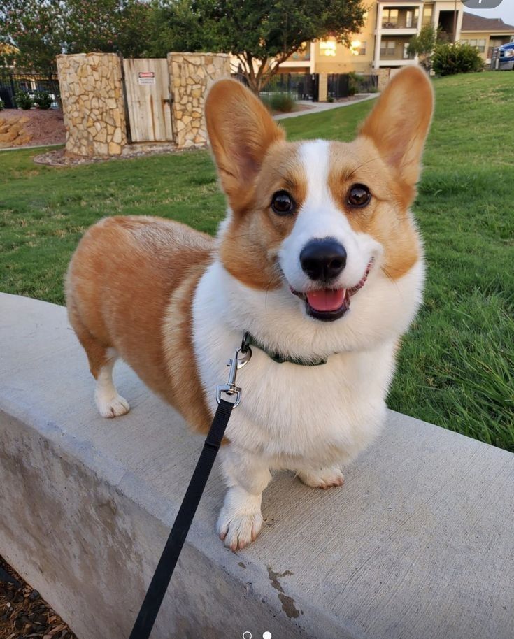 a small brown and white dog standing on top of a cement bench next to grass