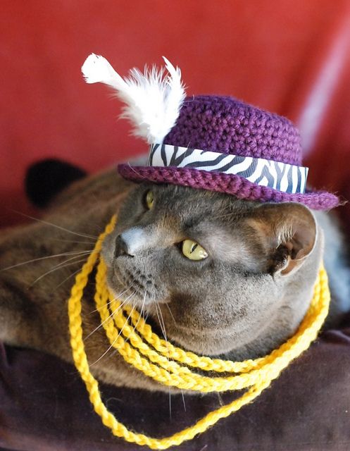 a cat wearing a purple hat with a white feather on it's brim