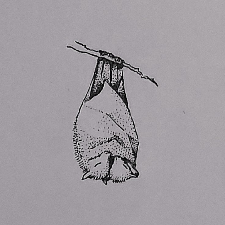 a black and white drawing of a bat hanging upside down on a twig in the sky